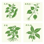 胖大海马兜铃天麻黄连