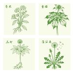 苍术重楼蒲公英三七中药材