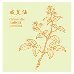 威灵仙植物线描图