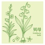 贝母植物手绘插画