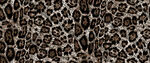豹纹图案布料纹理