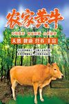 农家黄牛
