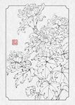 菊花白描图