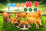 草原散养黄牛