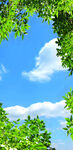 蓝天绿树风景图