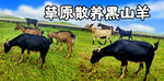 草原散养黑山羊