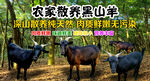 农家散养黑山羊