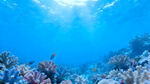 海底绚丽珊瑚景观