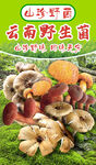 云南野生菌