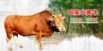 黄牛海报