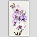 紫色蝴蝶兰花卉装饰图