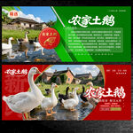 农家土鹅
