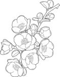 花卉线稿图 矢量图