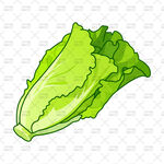 卡通生菜插画