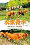 农家黄牛