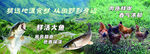 乡野村庄 鲜活鸡鱼