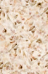 米白色细碎花瓣纹理图
