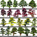 景观植物造型树