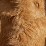 棕色动物毛发皮毛纹理