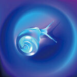 梦幻蓝色螺旋蜗牛