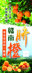 脐橙
