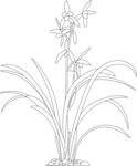 兰花线稿图 矢量图