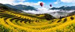 梯田油菜花
