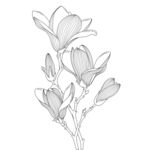 玉兰花手绘线条插画 矢量图