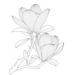 玉兰花线描图 矢量图
