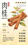 肉桂中药材海报展板