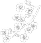 手绘樱花枝线稿 矢量图