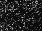 黑白抽象植物纹理图案