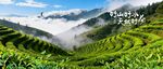 云雾缭绕的美丽茶山景观