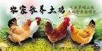 农家散养土鸡