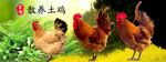  农家土鸡 