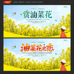 油菜花