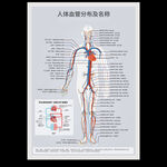人体血管分布及名称