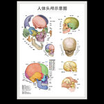 人体头颅示意图