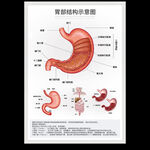 胃部结构示意图