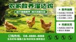 散养溜达鸡