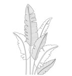 手绘植物叶片线条插画 矢量图