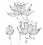 手绘荷花线稿图 矢量图