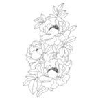 手绘牡丹花卉线稿图案 矢量图