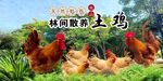 农家土鸡
