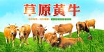 草原黄牛