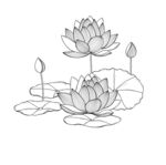 手绘莲花图 矢量图