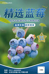 蓝莓海报