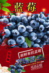 蓝莓 