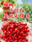 樱桃采摘
