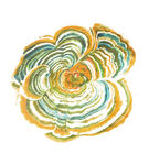 多彩螺旋纹理艺术图案